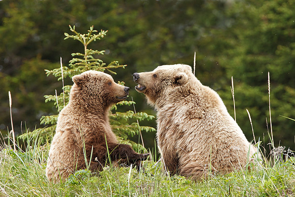 Brown Bear 090617-8764