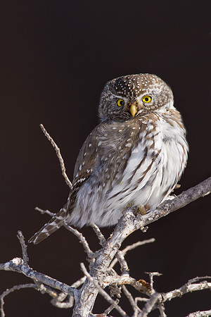 Northern Pygmy-Owl 1853