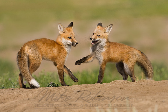 Fox Pups Playing 2