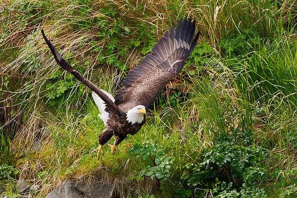 Bald EAgle 090618-9291