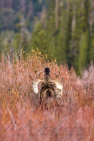 Moose 4231