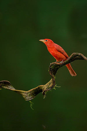Tanager 5333