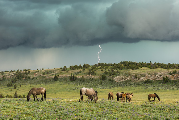 Wild Horses 2580