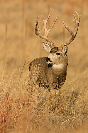 Mule deer 2137
