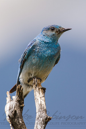 Mountain Bluebird 0001