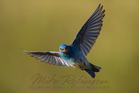 Mountain Bluebird 1335