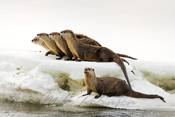 River Otter 7330