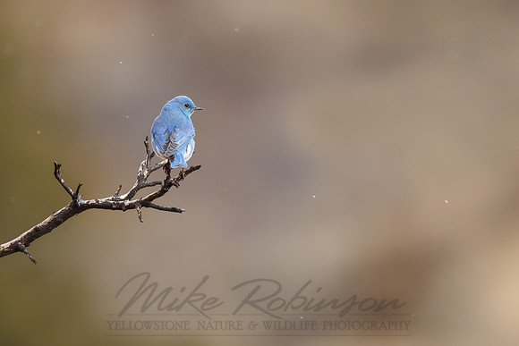 Mountain Bluebird 100322-0865