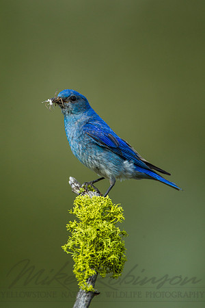 Mountain Bluebird 4300