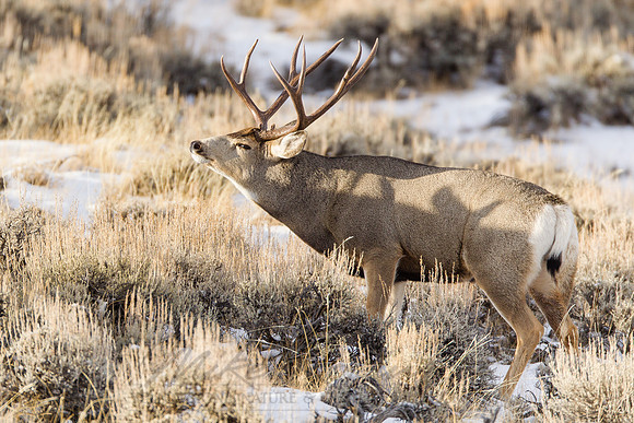 Mule Deer 111203-0081