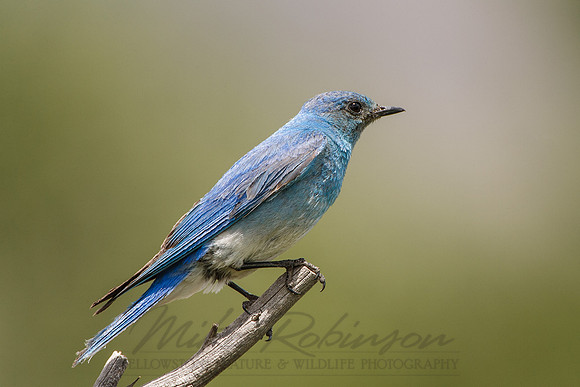 Mountain Bluebird 0002
