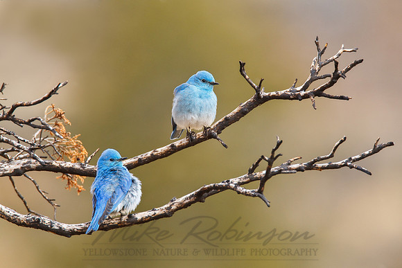 Mountain Bluebird 100322-0871