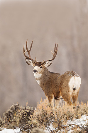 Mule Deer 111204-0732