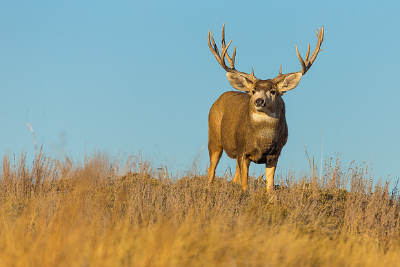 Mule deer 2202