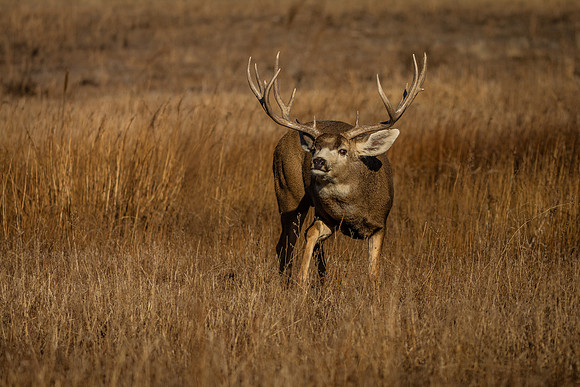 Mule deer 2163