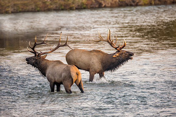 Elk 120924-2260