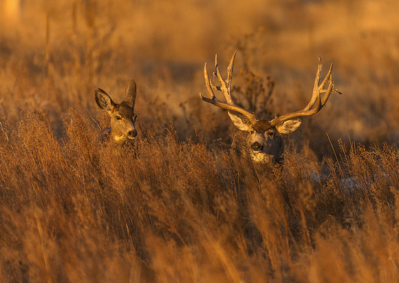 Mule deer 1642