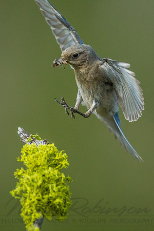 Mountain Bluebird 4414