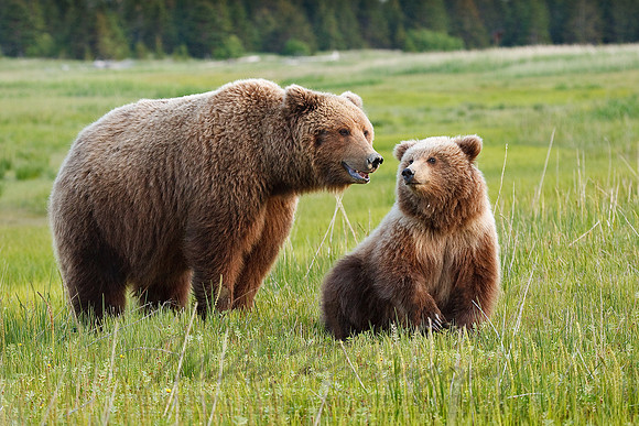 Brown Bear  090618-9882
