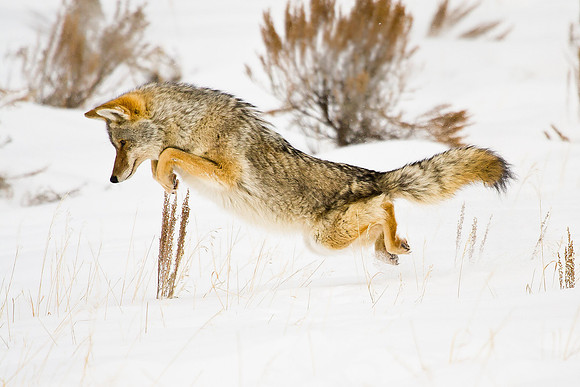 Coyote 3095