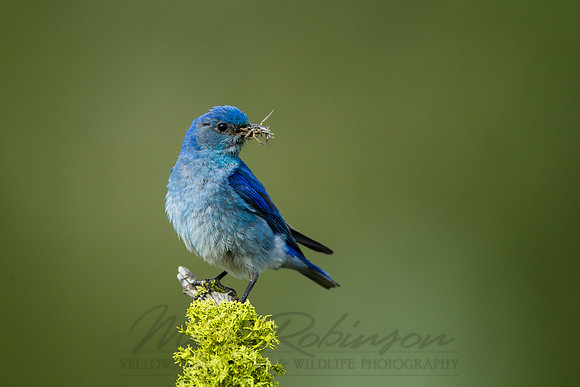 Mountain Bluebird 4309