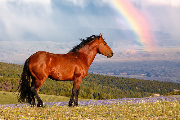 Wild Horse 100717-2400