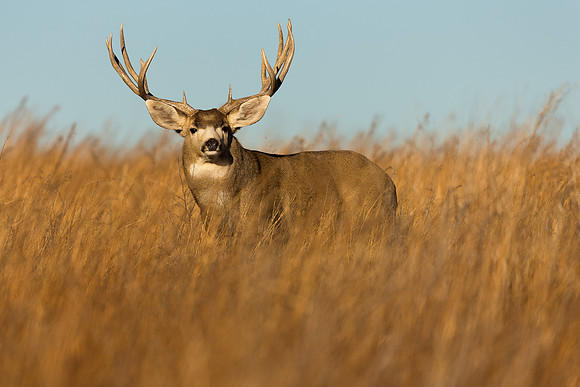 Mule deer 2063