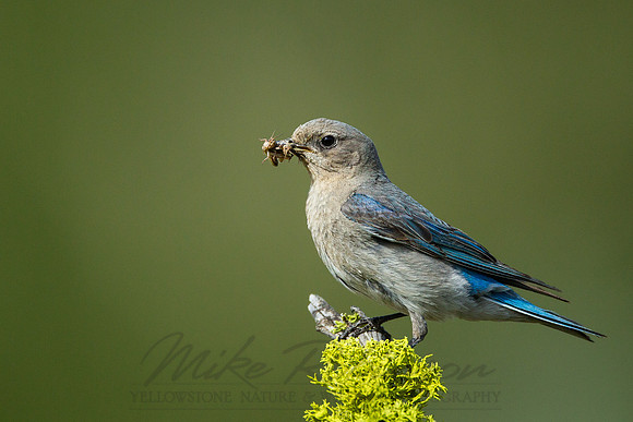 Mountain Bluebird 4278