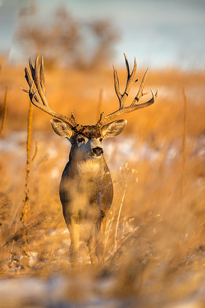 Mule Deer 1243
