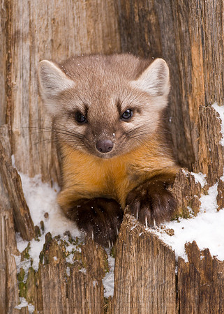 Pine Marten1