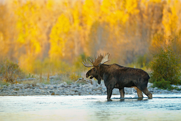 Moose 100928-2455