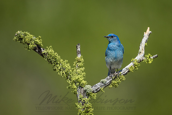 Mountain Bluebird 120506-0778
