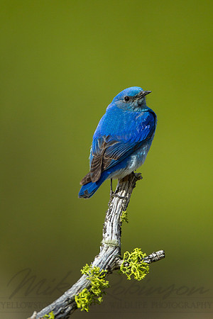 Mountain Bluebird 1205062800
