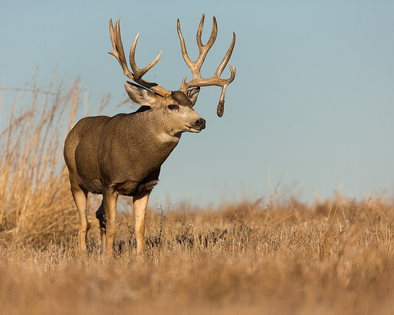 Mule deer 1904