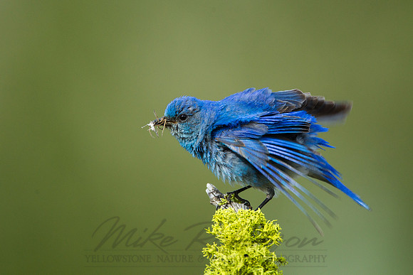 Mountain Bluebird 4326