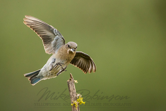 Mountain Bluebird 1250