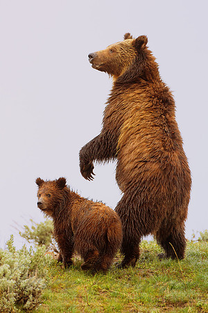 Grizzly Bear 110619-6449