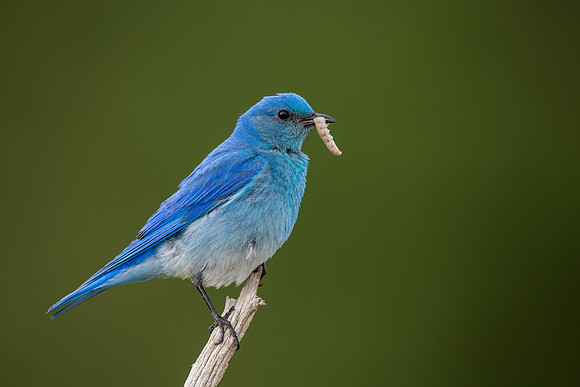 Bluebird 5733