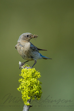 Mountain Bluebird 4282