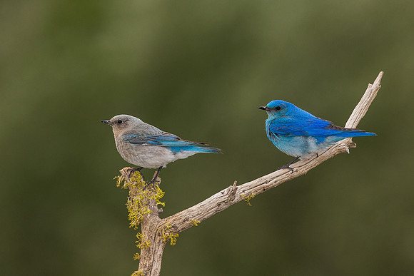 Bluebird 5800