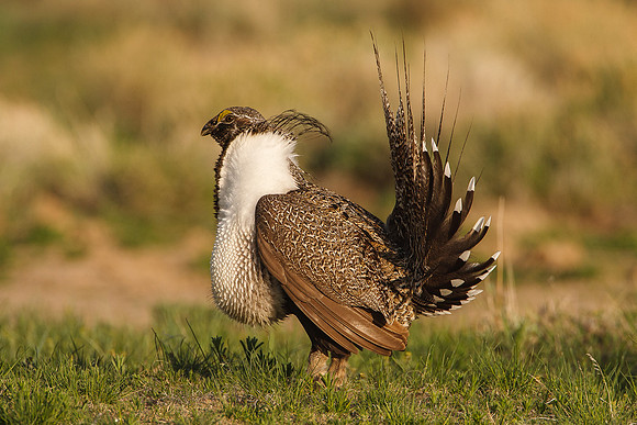 Greater Sage-Grouse 0705029208