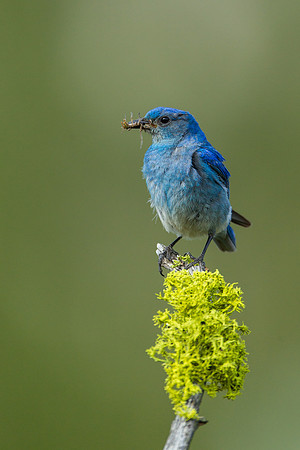 Bluebird 4358