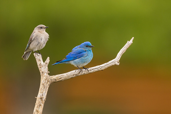 Bluebird 3108