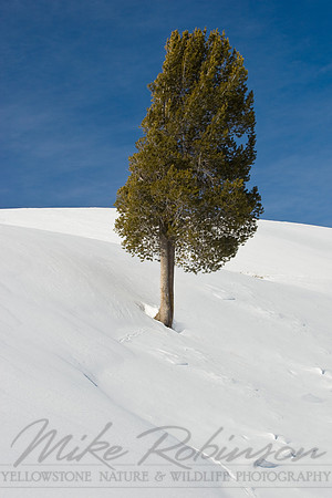 Landscape 1996-2