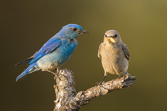 Bluebird 3683