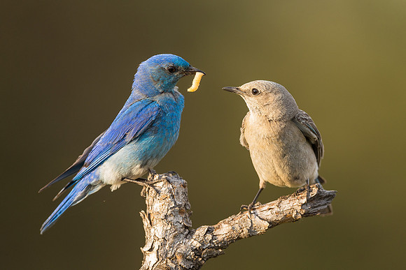 Bluebird 3670