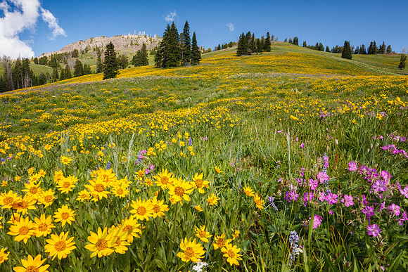 Scenic 100727-2617