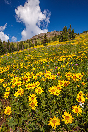 Scenic 100727-2602