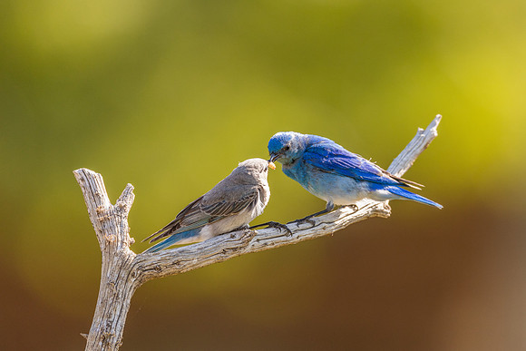 Bluebird 7394