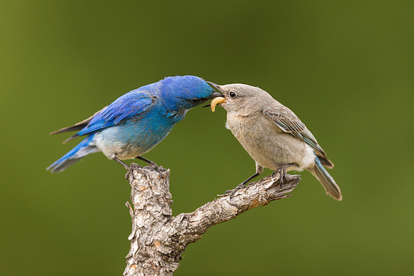 Bluebird 3611